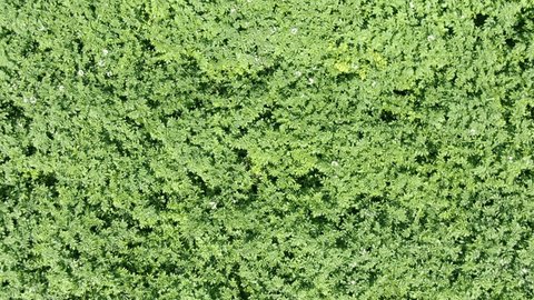 Drone Tilting above Wide Potato Field Landscape