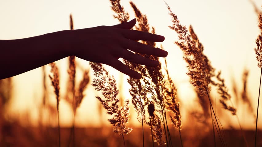 Girl touches summer grass with her hand, sunny meadow, sunset, nature. Young woman hand touching ears of grass, close-up. Happy girl walk through grassy field in park, sunlight on her palms. Freedom