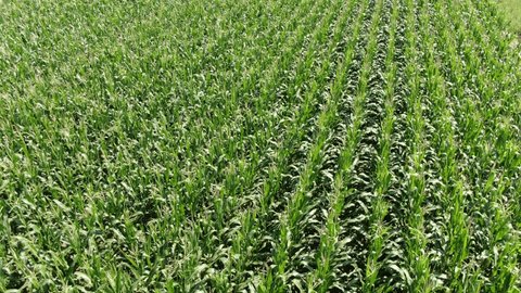Drone Flying Low Forward above Corn Field