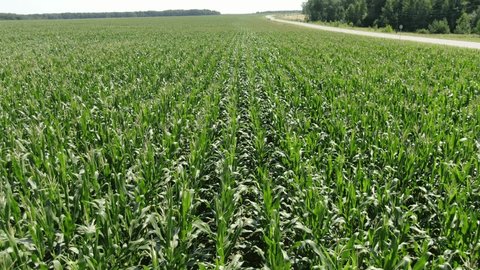 Drone Flying Fast Backward above Corn Field