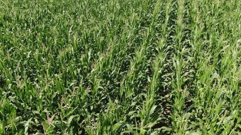 Drone Flying Backward Tilting above Corn Field