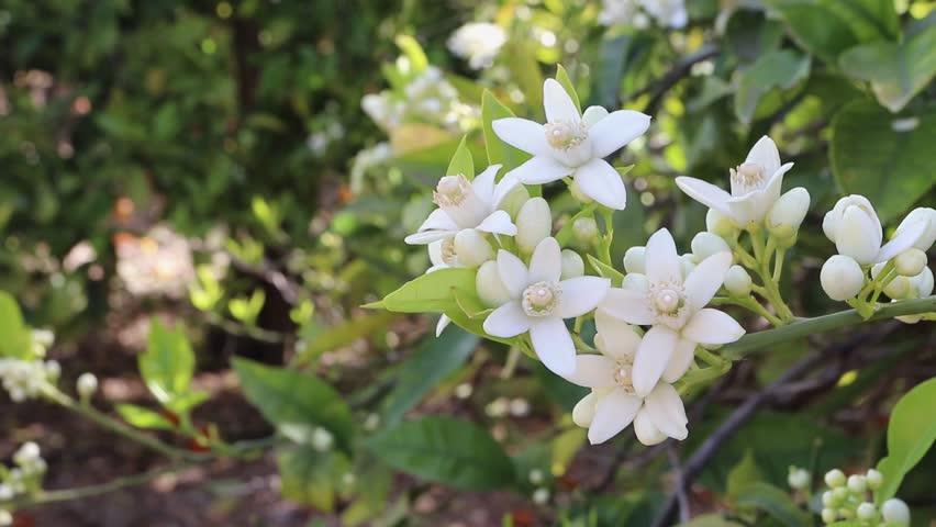 Branch of an orange tree covered with white blossoms and buds gently sways in a spring garden. Soft natural light and movement create a fresh, fragrant citrus scene.