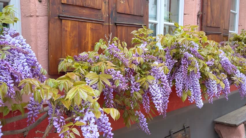 Beautiful purple wisteria flowers in full bloom climbing on the wall of a vintage house in Germany.