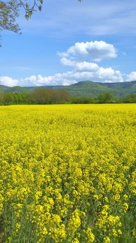 Bright yellow rapeseed field under a blue sky with clouds in springtime, vertical video