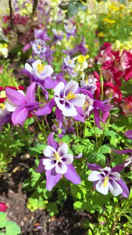Vibrant blue and white Columbine flowers blooming in a spring garden, vertical video