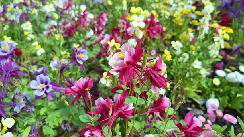 Vibrant purple yellow white Columbine flowers blooming in a spring garden