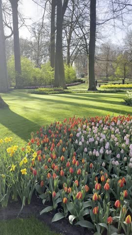 Beautiful Spring Garden with Blooming Tulips and Daffodils in Keukenhof Lisse Netherlands