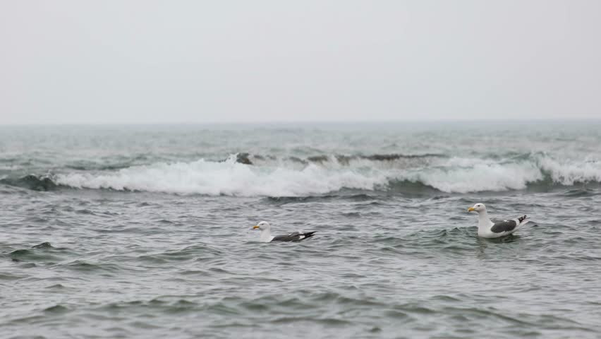 Two seagulls swim in the sea during a storm and fly away.