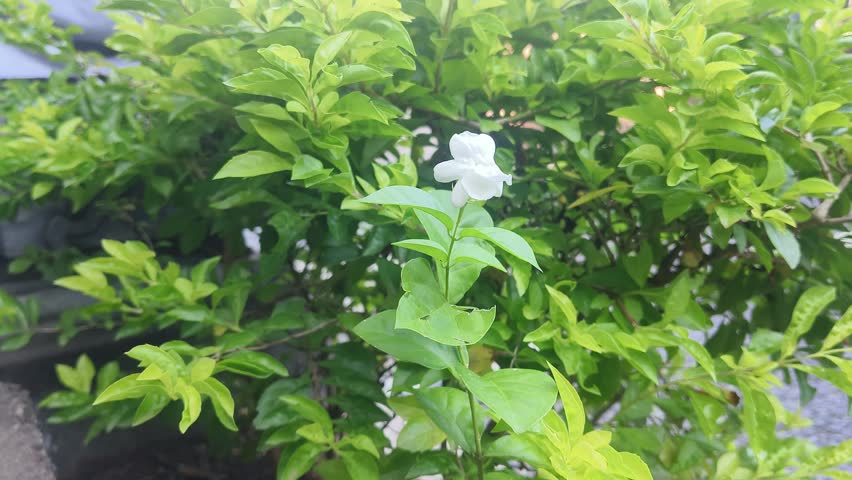 Macro video of a small fly or insect crawling on a white Arabian Jasmine (Jasminum sambac) flower petal in a lush green garden