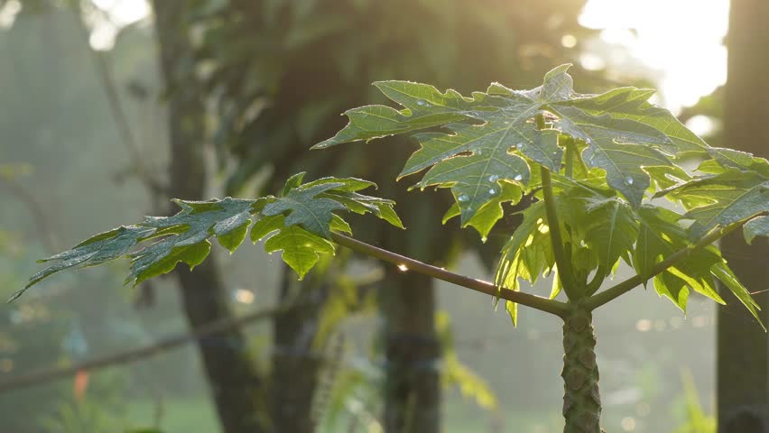 Close-up of green plant leaves