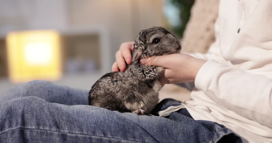 Adorable pet. Child with his cute chinchilla on sofa indoors, closeup