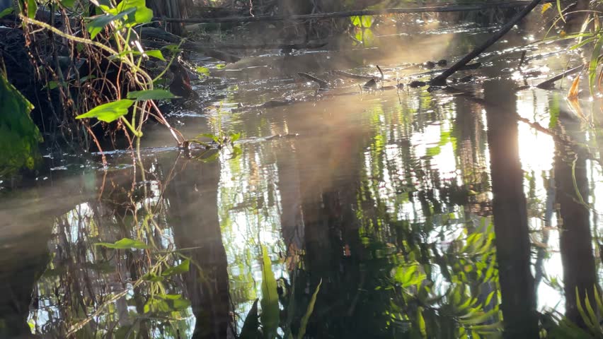 Early morning sunlight glows over a natural canal as mist and water vapor rise from the surface, creating a calm tropical nature scene with soft reflections, motion, and copy space.

