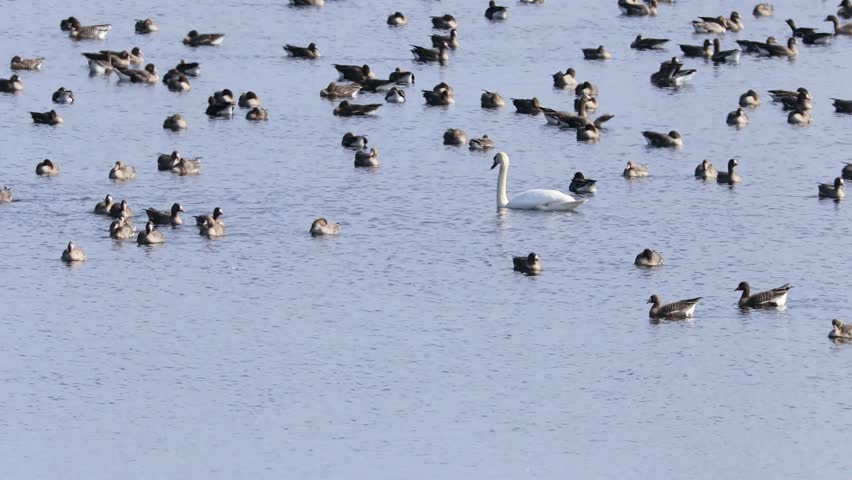 Large flock of water birds densely gathered on a calm lake, forming a natural pattern across blue water with subtle ripples and scattered reeds.