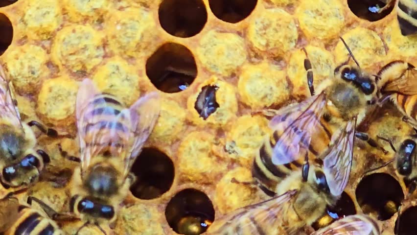 Macro close up of honeybee emerging from honeycomb cell inside beehive with active bees around