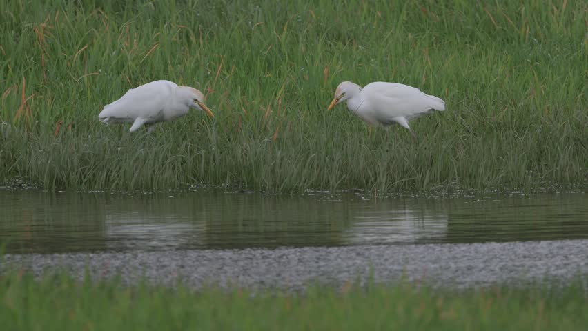 Western cattle egrets search for food on river flood plain.