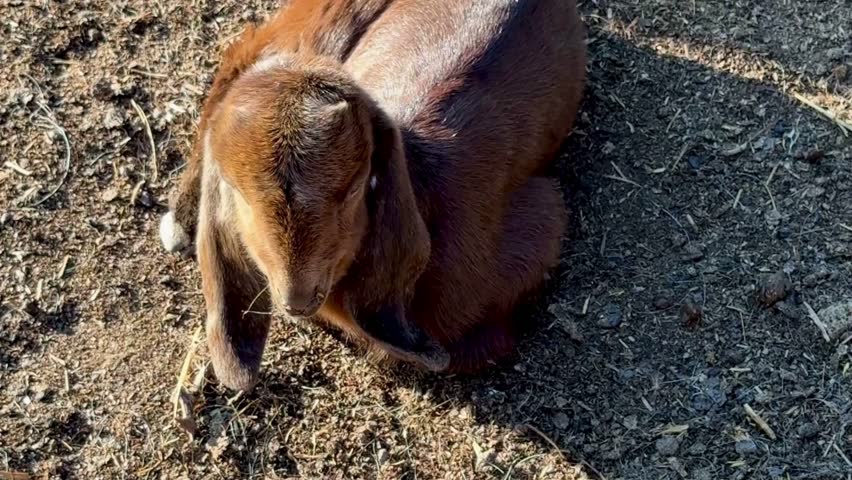 Close up of a small brown baby goat with long ears sitting on the ground in a farm.