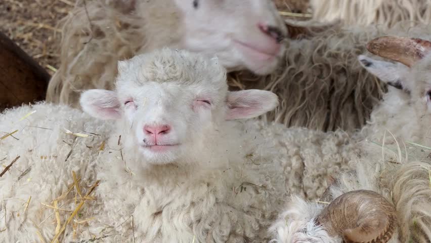 A close-up of a domestic sheep and a cute young lamb resting together in a barn or farm setting.
