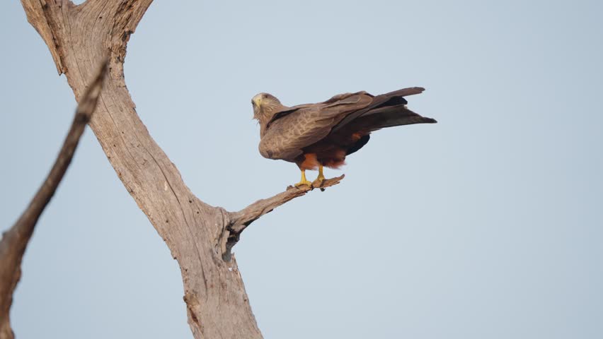 A yellow-billed kite (Milvus aegyptius) preens on a bare dead tree branch against a pale blue sky during a windy day. Slow motion wildlife footage, Kruger National Park, South Africa.