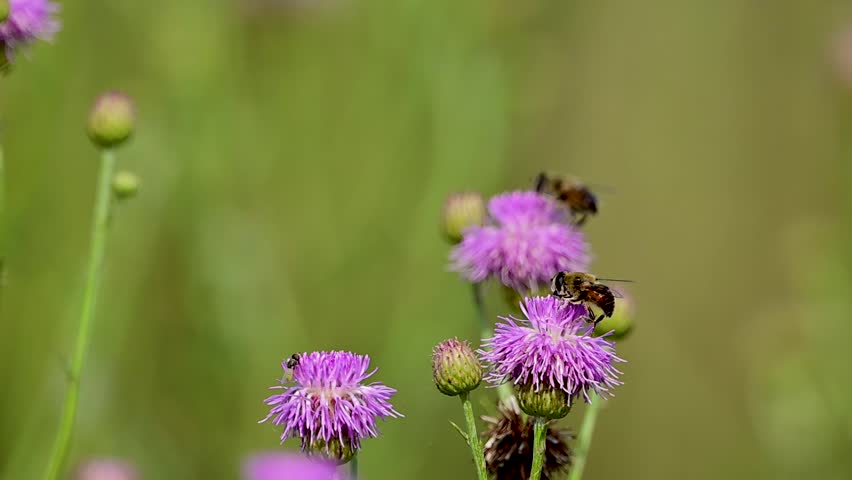 Harmonious colors blending insect with vivid floral tones