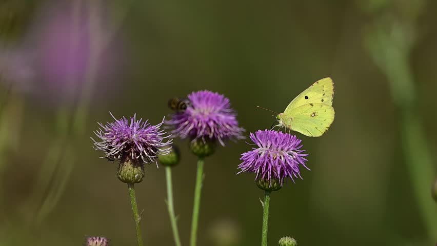 Delicate proboscis feeding captured on spiky textured flower surface