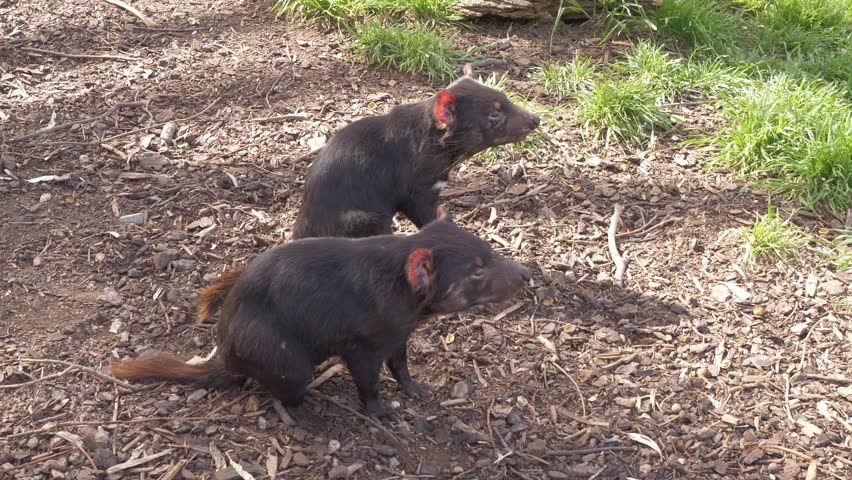 Pair Of Wild Tasmanian Devils On The Island Of Tasmania In Australia. Close-up Shot