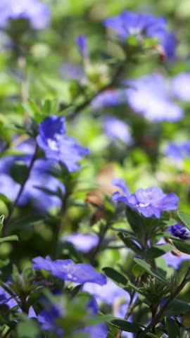 A close-up shot of blooming blue daze flowers swaying gently in bright natural sunlight