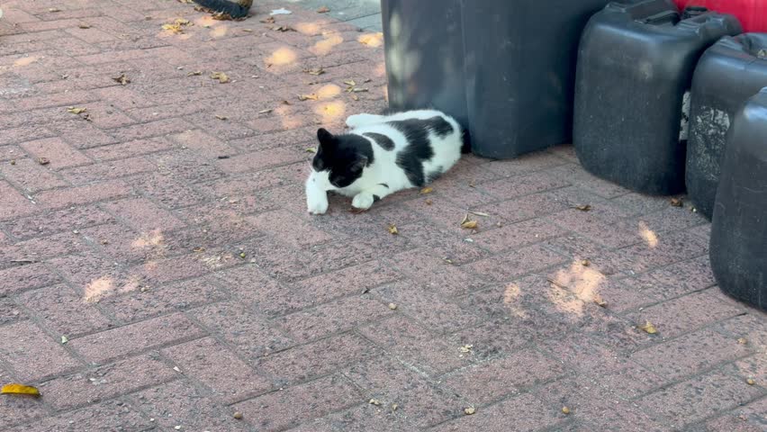 A black and White cat relaxing.