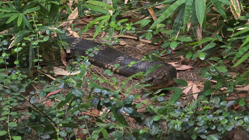 King cobra (ophiophagus hannah) in natural habitat