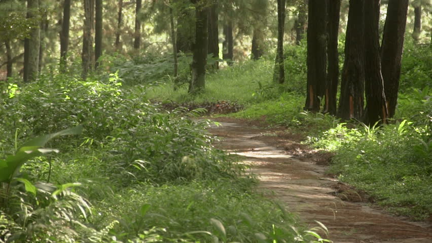 A serene winding stone path leading through a lush green pine forest bathed in soft morning sunlight