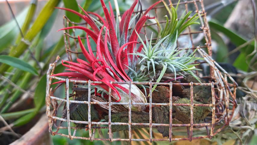 clusters of branch tillandsia air plant growing in the open rusty iron cage.