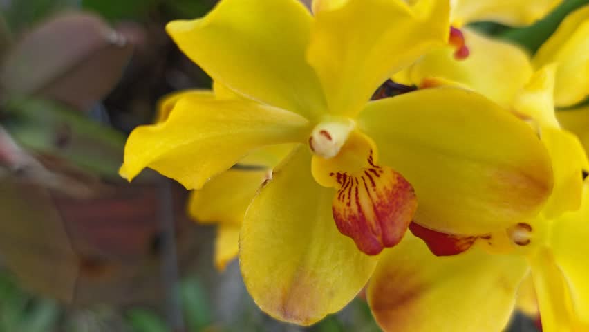 a pot of the hanging hybrids colored dendrobium orchid flower. 