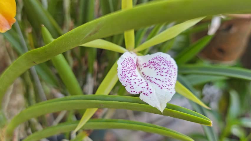 a pot of the hanging hybrids colored dendrobium orchid flower. 