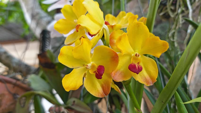 a pot of the hanging hybrids colored dendrobium orchid flower. 