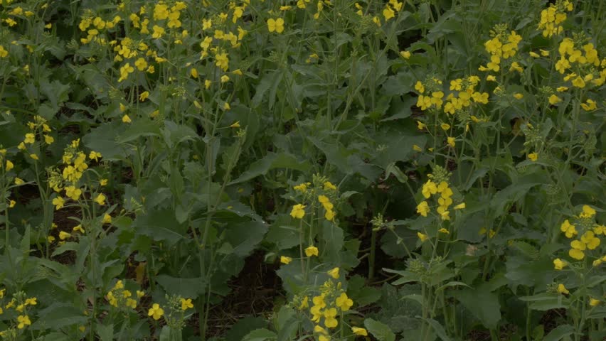 Yellow Mustard Flowers Blooming In A Vineyard. Close-up Shot