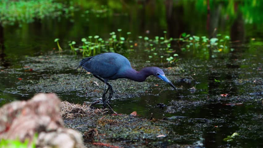 Blue heron catches and eats a fish along a North Carolina Marsh