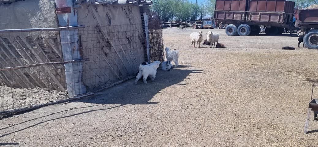 Sheep and goats grazing in a sunny backyard of a rural house in Kyzylorda region, Kazakhstan.