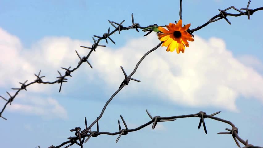 boundary fence on with flower looped View of guard tower and razor wire at a prison or jail through the prison fencing. Barbed wire fence sunset