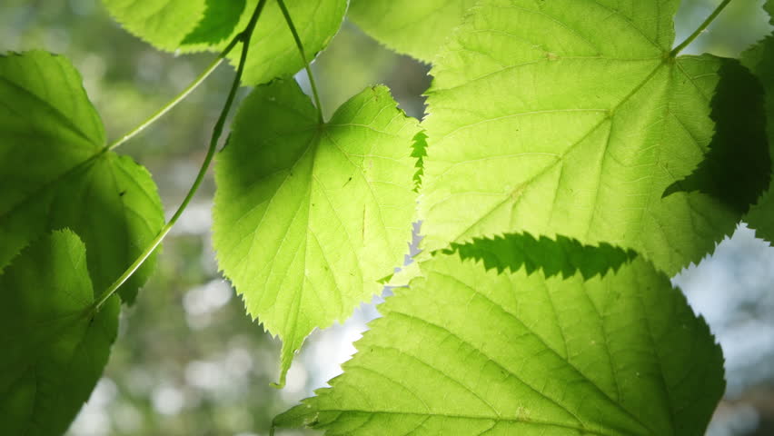 Green leaves on tree branch in sunlight swaying in forest or park, natural background