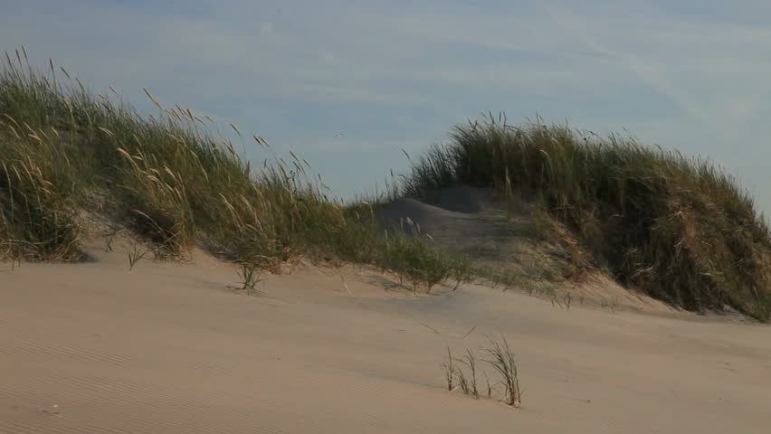 a background of dust over sand dunes With Grass in beach sea