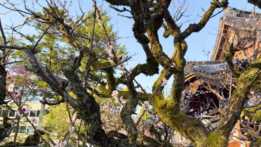 Slow motion of plum tree flowers with ancient temple building.