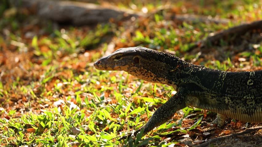 A side profile of an Asian water monitor lizard crawling across grass in golden sunlight