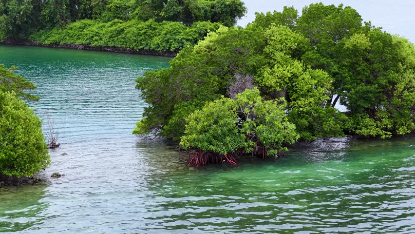 Lush green mangrove trees with red roots grow in turquoise water along Palau coastline