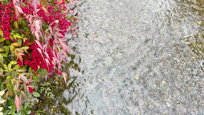 Red berries next to a flowing stream; tranquil outdoor nature scene.