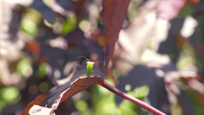 Green Praying Mantis Peeking Over The Edge Of Withered Reddish Leaf In Naturally Lit Garden. close-up, wide shot