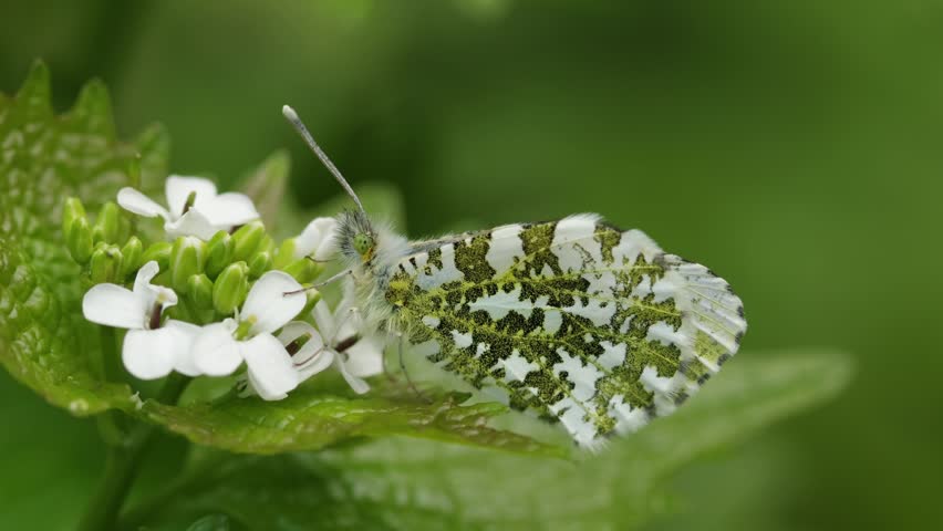 A closeup of a female Orange-Tip Butterfly, Anthocharis cardamines with its wings closed. It is perched on Garlic Mustard, Alliaria petiolata, a food for its caterpillars. Spring. UK
