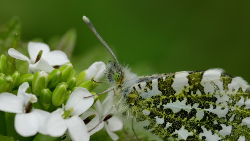 Closeup of a female Orange-Tip Butterfly, Anthocharis cardamines, perched on Garlic Mustard flowers, Alliaria petiolata. Spring. UK