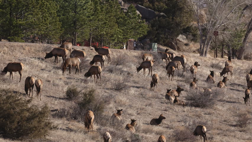 A herd of elk grazing on grass in Estes Park, Colorado