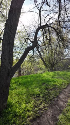 Scenic dirt path winds along a riverbank in a lush park on a sunny spring day. Vibrant green grass grows under large trees with thick bark. A wooden bird feeder hangs from a sturdy tree branch.