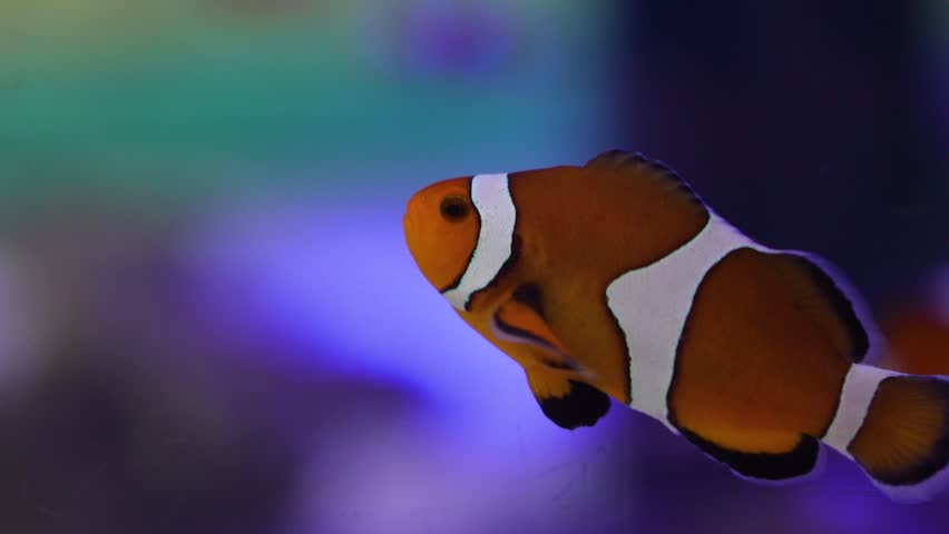 Vibrant orange and white clownfish is swimming peacefully in blue saltwater