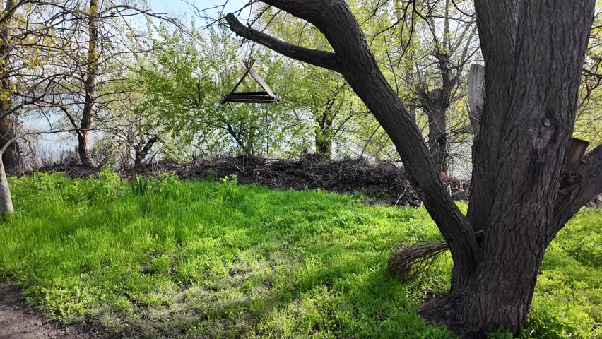 Scenic dirt path winds along a riverbank in a lush park on a sunny spring day. Vibrant green grass grows under large trees with thick bark. A wooden bird feeder hangs from a sturdy tree branch.
